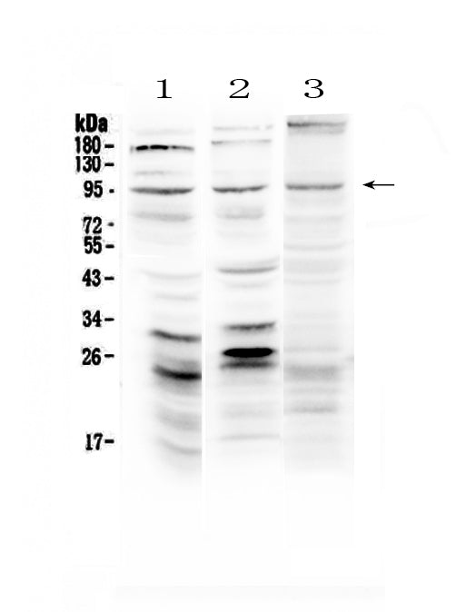 Anti-Semaphorin 3A/SEMA3A Antibody Picoband®