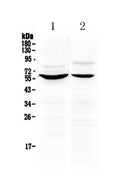 Anti-KPNA2 Antibody Picoband®