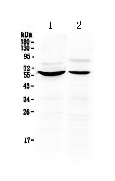 Anti-KPNA2 Antibody Picoband®