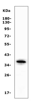 Anti-Apolipoprotein L1/APOL1 Antibody Picoband®