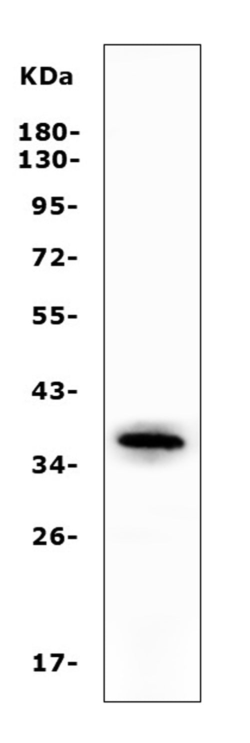 Anti-Apolipoprotein L1/APOL1 Antibody Picoband®