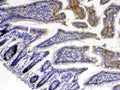 Anti-Xanthine Oxidase/XDH Antibody Picoband®