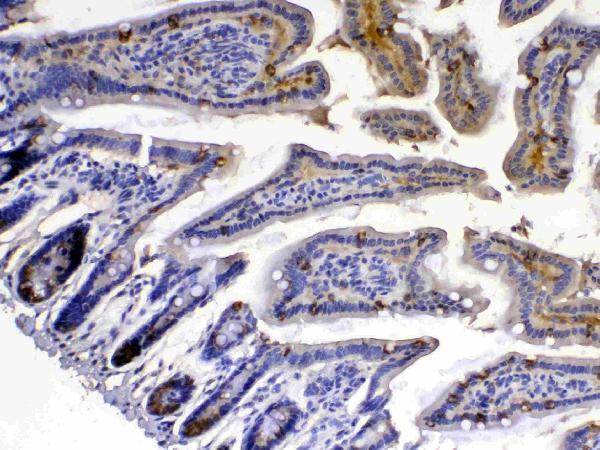 Anti-Xanthine Oxidase/XDH Antibody Picoband®