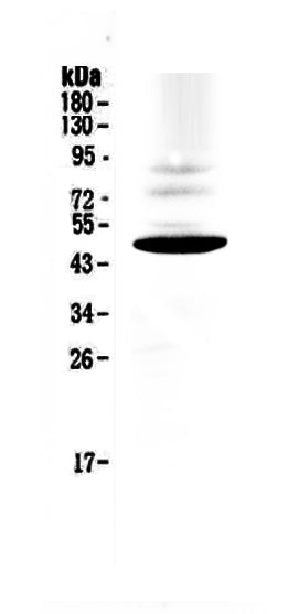 Anti-CCR1 Antibody Picoband®