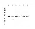 Anti-HGD Antibody Picoband®
