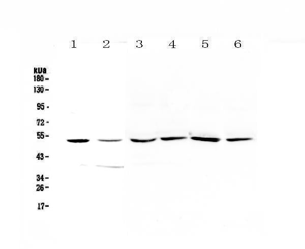 Anti-HGD Antibody Picoband®