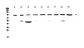 Anti-Cullin 5/CUL5 Antibody Picoband®