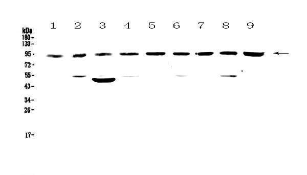 Anti-Cullin 5/CUL5 Antibody Picoband®