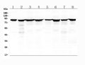 Anti-Radixin/RDX Antibody Picoband®