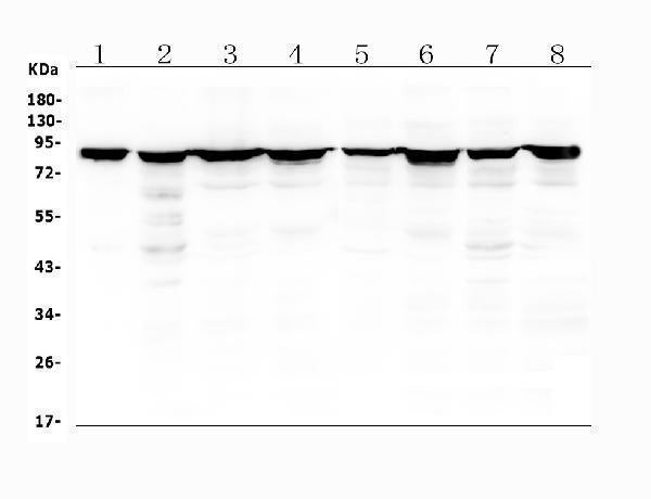Anti-Radixin/RDX Antibody Picoband®