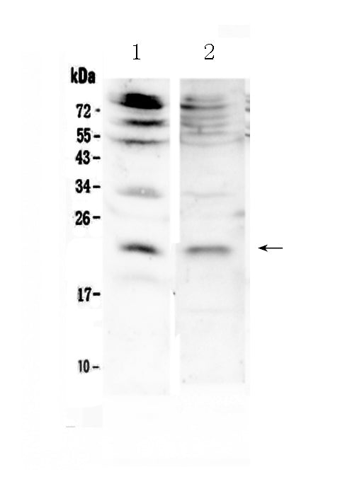 Anti-KGF/Fgf7 Antibody Picoband®
