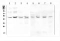 Anti-KCNN4 Antibody Picoband®