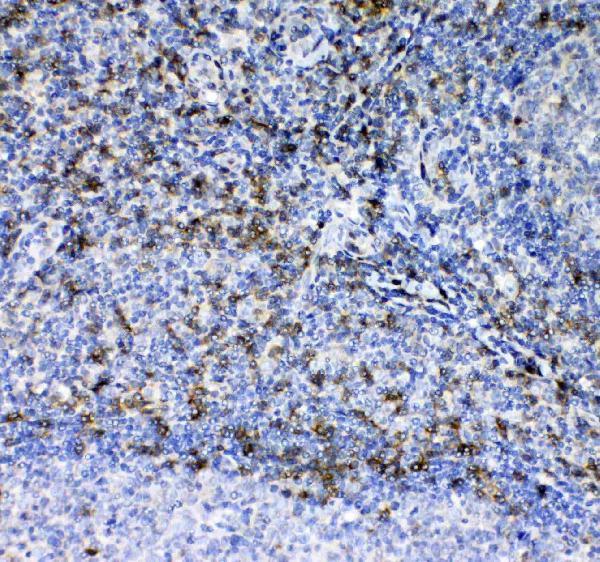Anti-CD7 Antibody Picoband®