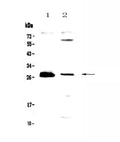 Anti-TWEAK/TNFSF12 Antibody Picoband®