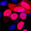 Fig.1. Immunofluorescence staining (1:4000) of Flag fusion protein in 293 cells and counterstained with DAPI.