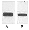 Fig. Western blot analysis of 1ug Flag fusion protein with HRP Conjugated Anti-Flag Tag Mouse Monoclonal Antibody (1B10) in 1:2000 (lane A) and 1:5000 (lane B) dilutions.