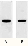 Fig. WB (1:10000) analysis of GFP fusion protein with Anti-GFP Mouse Monoclonal Antibody (3D3) in 1:5000 dilutions. 2ug GFP fusion protein(lane A) and 1 ug fusion protein(lane B).