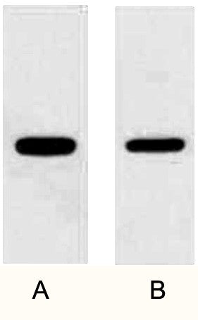 Fig. WB (1:10000) analysis of GFP fusion protein with Anti-GFP Mouse Monoclonal Antibody (3D3) in 1:5000 dilutions. 2ug GFP fusion protein(lane A) and 1 ug fusion protein(lane B).