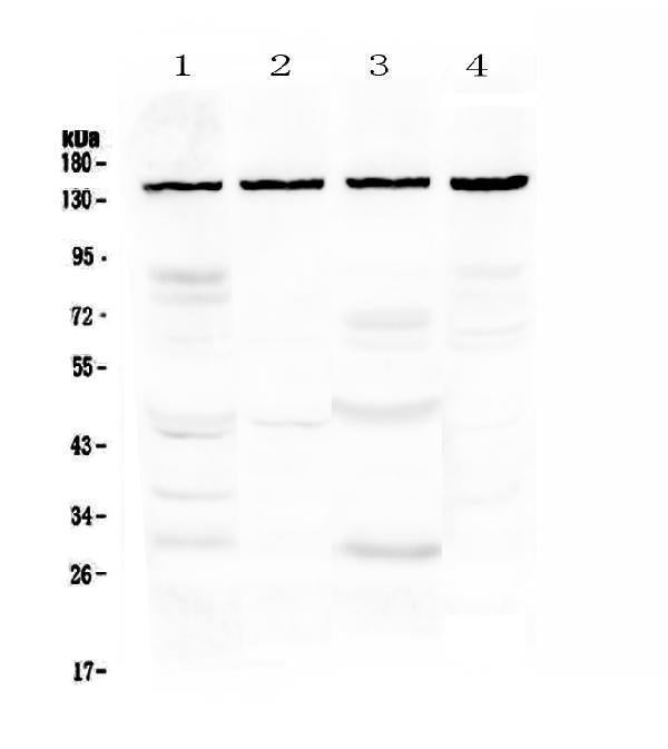 Anti-TRPC4 Antibody Picoband®