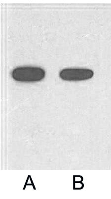 Fig. Western blot analysis of 2ug His fusion protein with HRP Conjugated Anti-His Tag Mouse Monoclonal Antibody (5C3) in 1:2000 (lane A) and 1:5000 (lane B) dilutions.