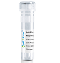 Fig. Anti-Myc Tag Mouse Monoclonal Antibody, Magnetic Beads are convenient for the immunoprecipitation (IP) of recombinant Myc tagged proteins.
