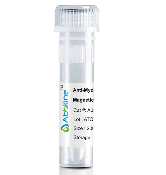 Fig. Anti-Myc Tag Mouse Monoclonal Antibody, Magnetic Beads are convenient for the immunoprecipitation (IP) of recombinant Myc tagged proteins.