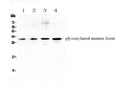 Anti-IL17F Antibody Picoband®