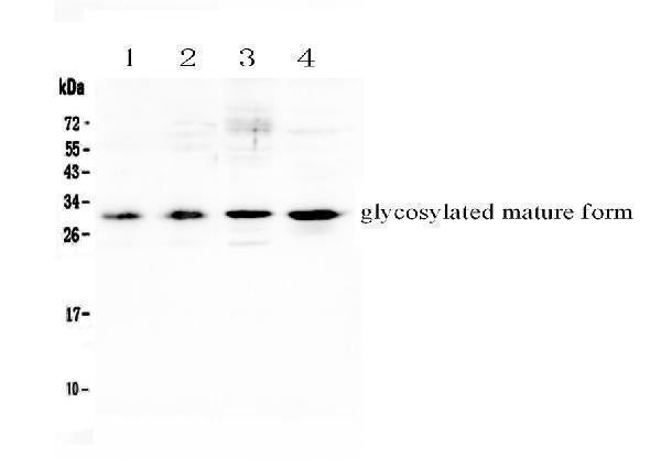 Anti-IL17F Antibody Picoband®