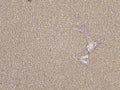 Anti-Cytochrome p450 2C19/CYP2C19 Antibody Picoband®