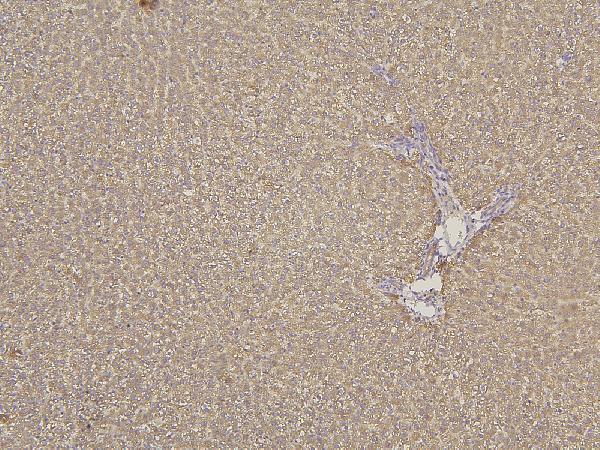 Anti-Cytochrome p450 2C19/CYP2C19 Antibody Picoband®