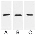 Fig. Western blot analysis of 1ug RFP fusion protein with Anti-RFP monoclonal antibody in 1:2000 (lane A) , 1:3000 (lane B) and 1:5000 (lane C) dilutions.