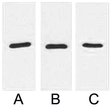 Fig. Western blot analysis of 1ug RFP fusion protein with Anti-RFP monoclonal antibody in 1:2000 (lane A) , 1:3000 (lane B) and 1:5000 (lane C) dilutions.