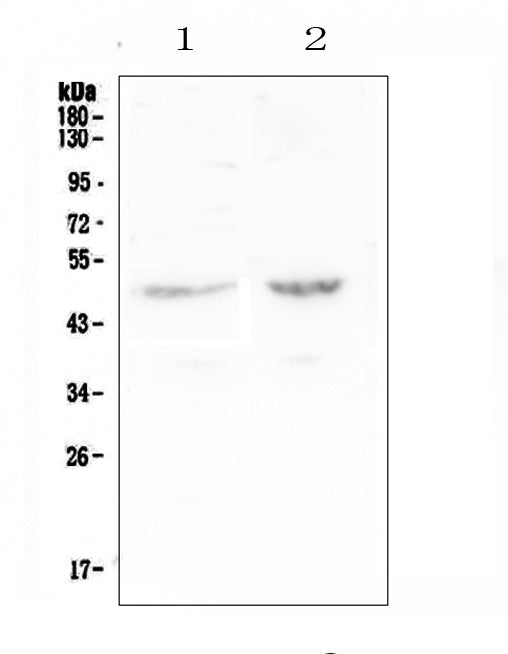 Anti-PAFAH/PLA2G7 Antibody Picoband®