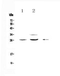 Anti-Betacellulin/Btc Antibody Picoband®