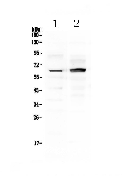 Anti-Frizzled 4/FZD4 Antibody Picoband®