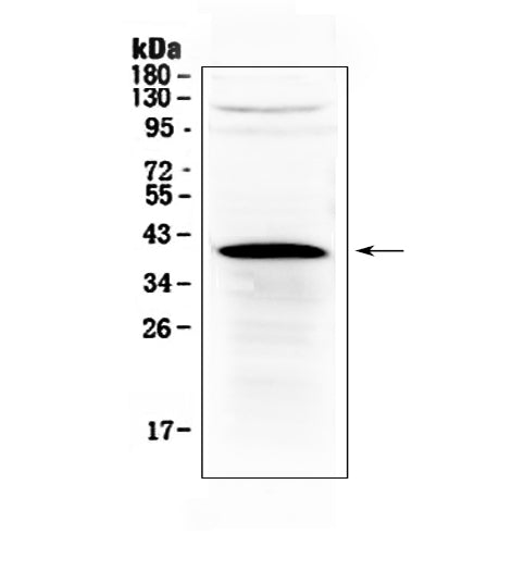 Anti-HSD17B1 Antibody Picoband®