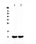 Anti-Uteroglobin/Scgb1a1 Antibody Picoband®