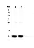 Anti-Uteroglobin/Scgb1a1 Antibody Picoband®