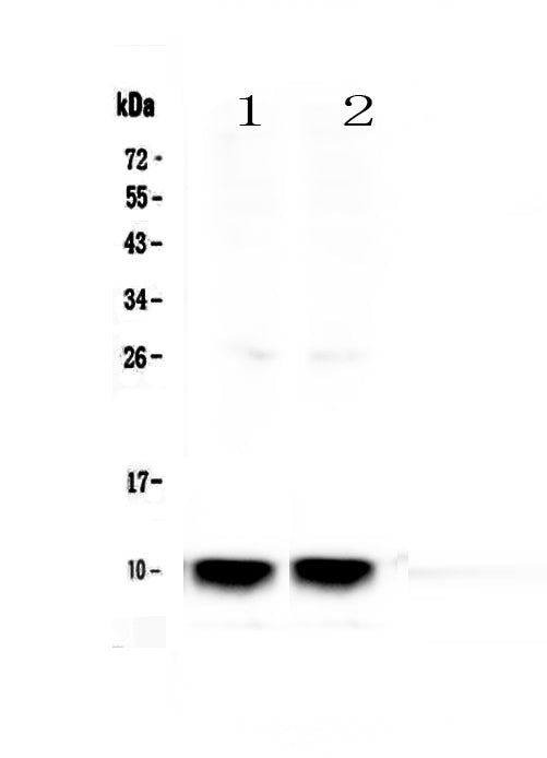 Anti-Uteroglobin/Scgb1a1 Antibody Picoband®