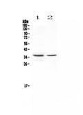 Anti-CD8 alpha/Cd8a Antibody Picoband®