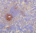 Anti-CD8 alpha/Cd8a Antibody Picoband®