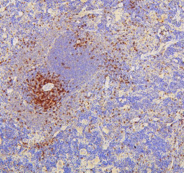 Anti-CD8 alpha/Cd8a Antibody Picoband®