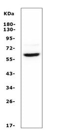 Anti-ASIC1 Antibody Picoband®