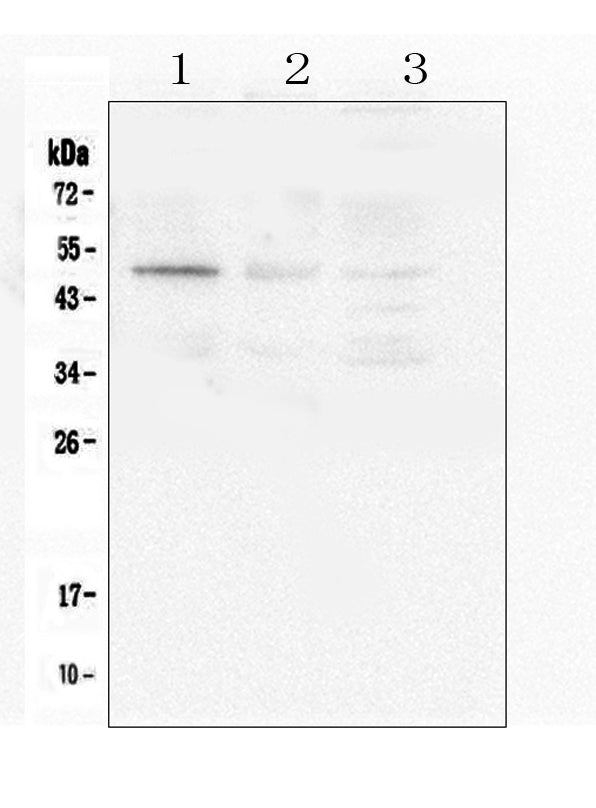 Anti-Caspase-2/CASP2 Antibody Picoband®