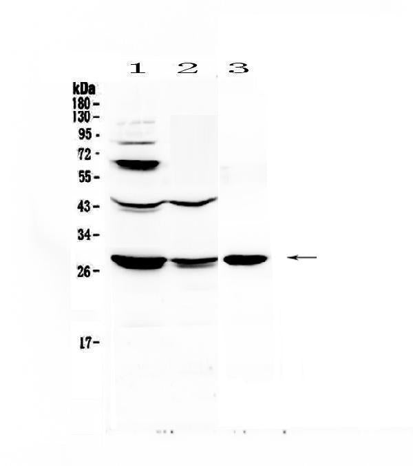 Anti-TL1A/TNFSF15 Antibody Picoband®