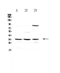 Anti-Bikunin/AMBP Antibody Picoband®