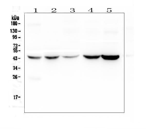 Anti-Alpha 1 microglobulin/AMBP Antibody Picoband®