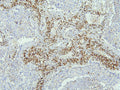 Anti-EBP50/NHERF-1/SLC9A3R1 Antibody Picoband®