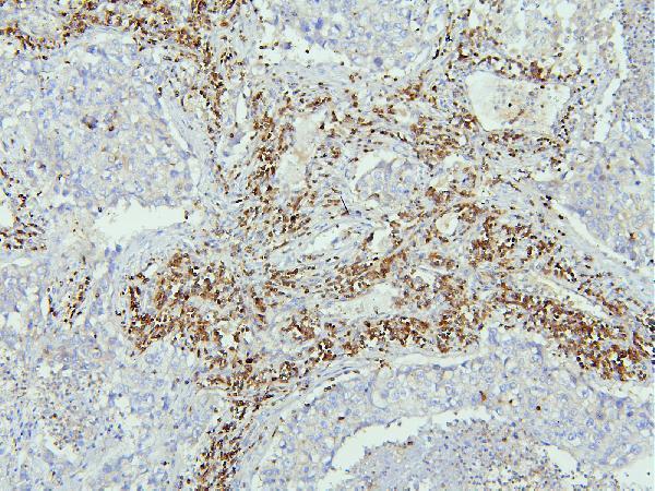 Anti-EBP50/NHERF-1/SLC9A3R1 Antibody Picoband®