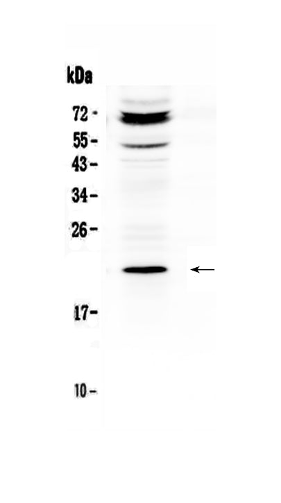 Anti-C19orf80/ANGPTL8 Antibody Picoband®